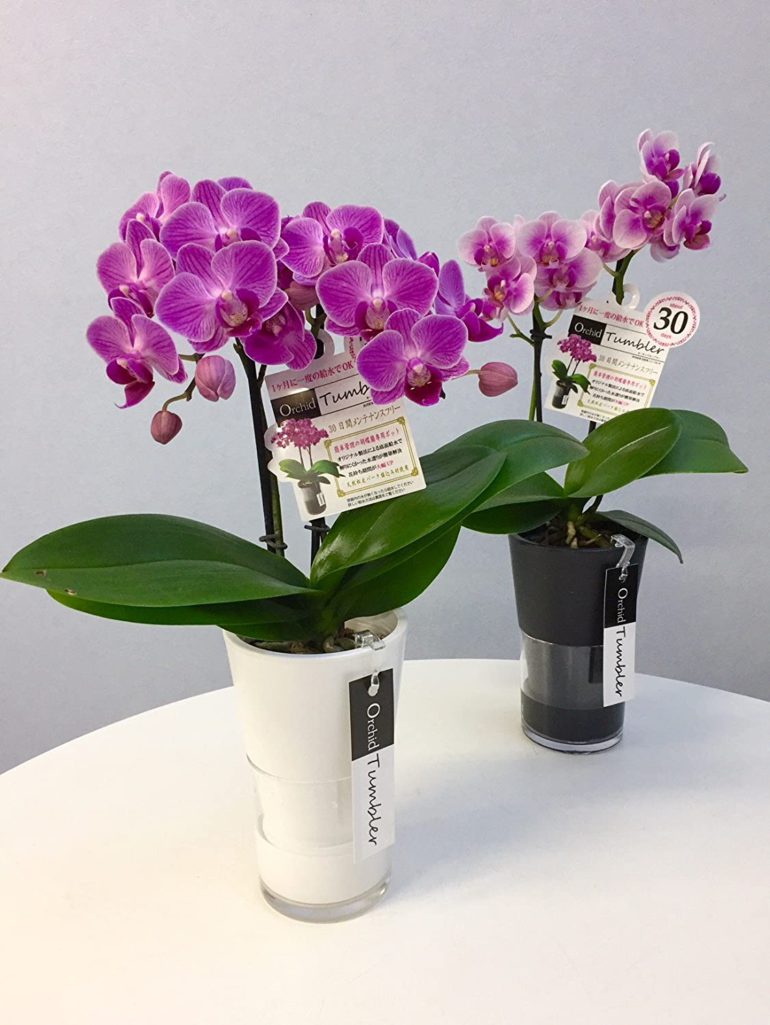 Amazonにておすすめミディ胡蝶蘭5 OFF クーポン配信中！（9/30まで） Tokyo small gift®️