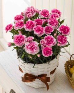 カーネーション フィナンシェ 5号 Hana Marche ハナマルシェ