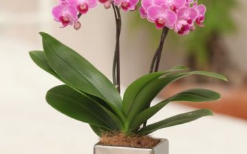 胡蝶蘭の花言葉とは 悪い意味 怖い意味 Hana Marche ハナマルシェ