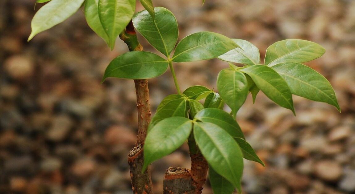 観葉植物パキラの育て方 枯れる原因と対処方法 挿し木での増やし方は Tokyo Small Gift 東京スモールギフト