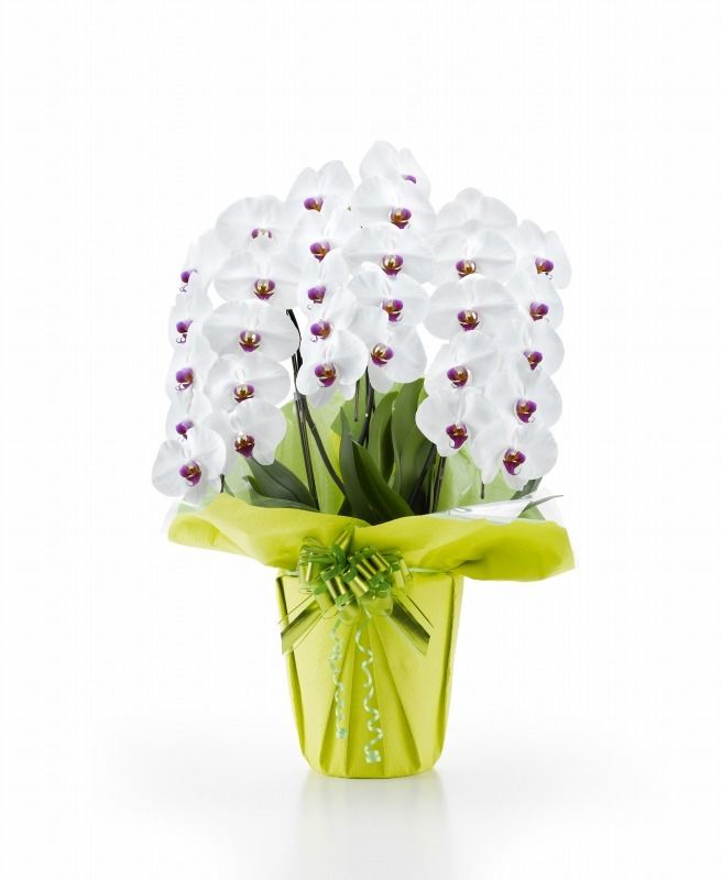 胡蝶蘭のサイズは 大輪胡蝶蘭とミディ胡蝶蘭の使い分け Hana Marche ハナマルシェ