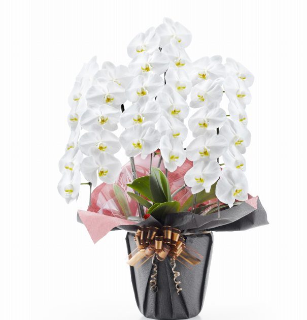 白い胡蝶蘭の花言葉は？贈り物に適したシーンもご紹介！ | Hana Marche ハナマルシェ